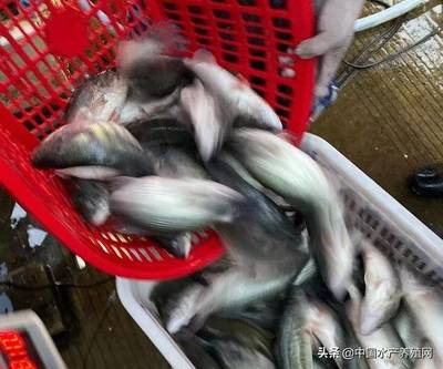 加州鱸持續(xù)降價(jià)為何引發(fā)養(yǎng)殖戶更深憂慮？