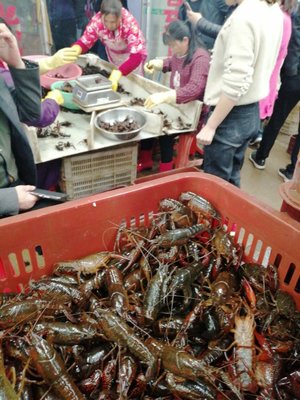 潛江小龍蝦批發(fā) 湖北武漢洪山區(qū)清水養(yǎng)殖優(yōu)勢(shì)