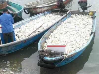 湛江麻章區(qū)料村300余萬(wàn)條金鯧魚暴斃，水產(chǎn)養(yǎng)殖業(yè)遭遇重創(chuàng)