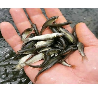 大氣淡水水產(chǎn)品批發(fā) 市場(chǎng)現(xiàn)狀與發(fā)展策略